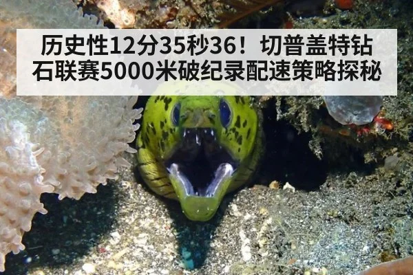 历史性12分35秒36!切普盖特钻石联赛5000米破纪录配速策略探秘